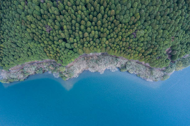 Scenery of forest where big trees grow thick
