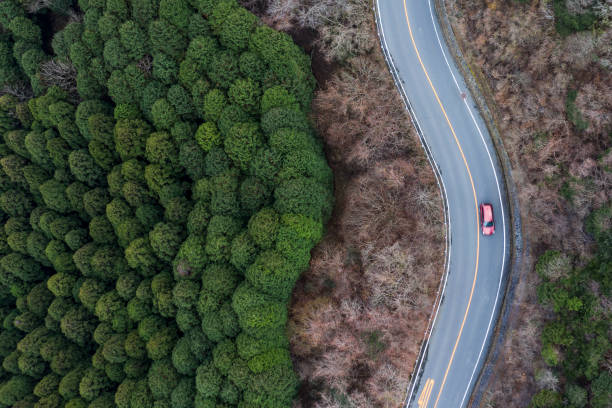 A single roadway running through the forest