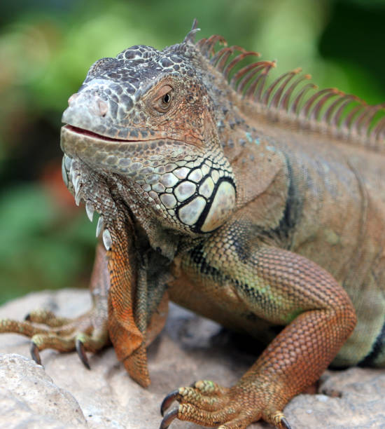 istock Close-up of Iguana 109718456