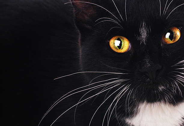 A close-up of a calico cat's face. The cat's eye, which is in sharp focus, is a striking blend of teal and gold-green. The iris is clearly visible, with a dark pupil at its center.