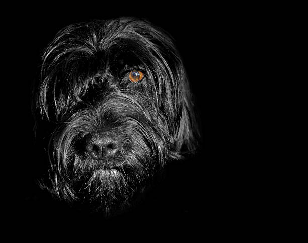 Black dog in the shadows stock photo