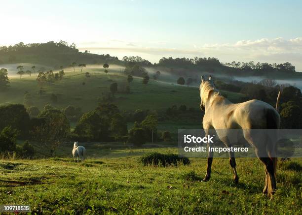 Photo libre de droit de Deux Chevaux Mist banque d'images et plus d'images libres de droit de Cheval - Cheval, Cheval blanc, Australie