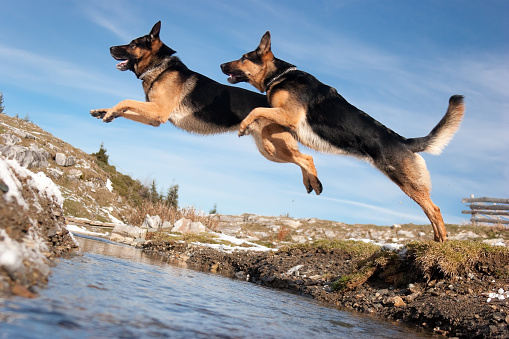happy dog jumping in water. German Shepherd on the beach, on the sea
