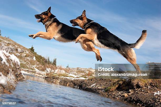 German Shepherd Jumping Over Spring Stock Photo - Download Image Now - German Shepherd, Jumping, Dog