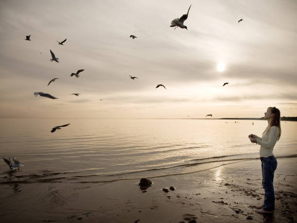 Seagull in flight in natural habitat