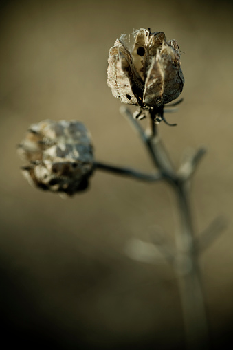 Dried hydrangea flower in the garden on a sunny day.