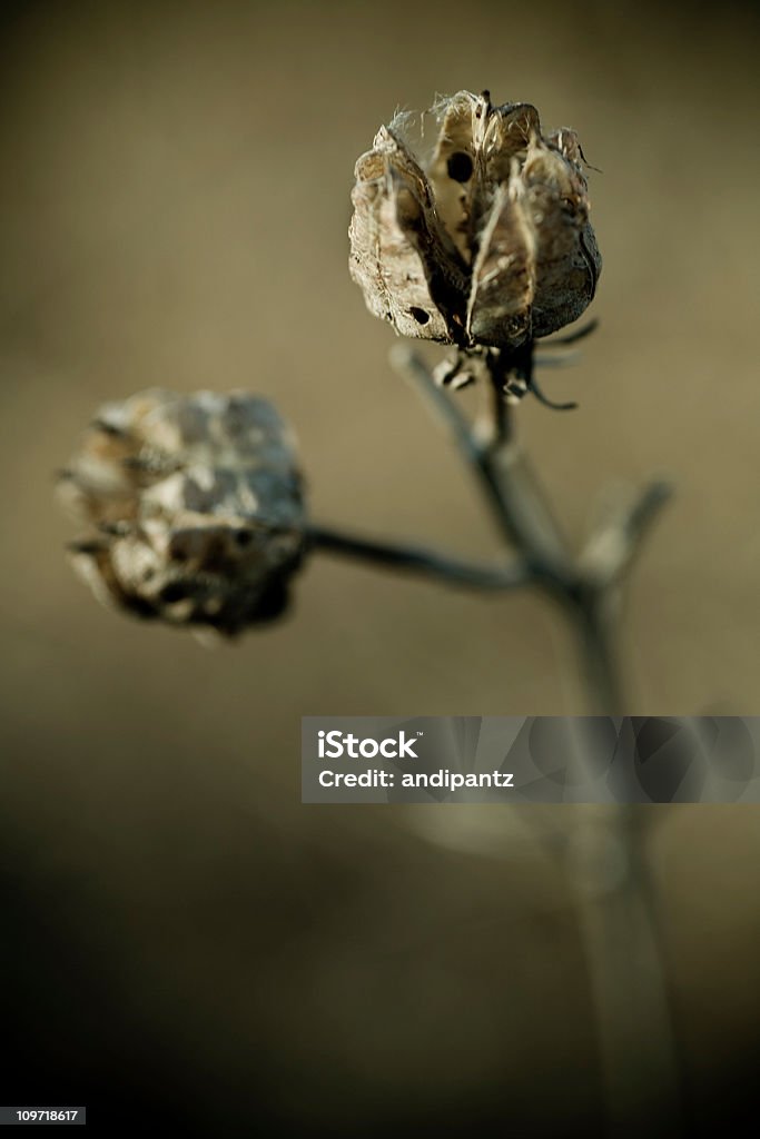 Close-up de Planta seca Flores - Royalty-free Ao Ar Livre Foto de stock