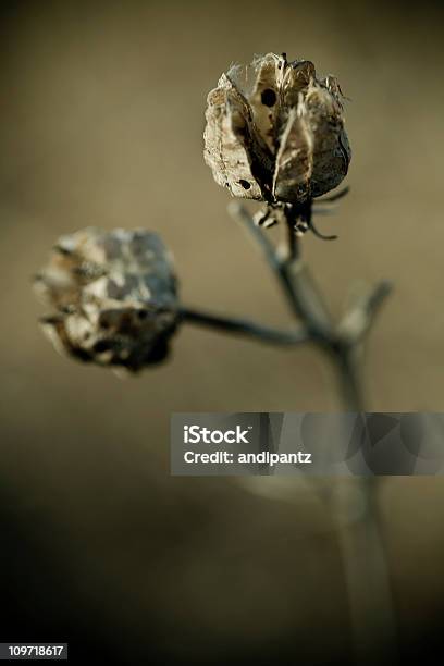 Closeup De Planta Seca Flores - Fotografias de stock e mais imagens de Ao Ar Livre - Ao Ar Livre, Beleza natural, Botânica - Ciência de plantas