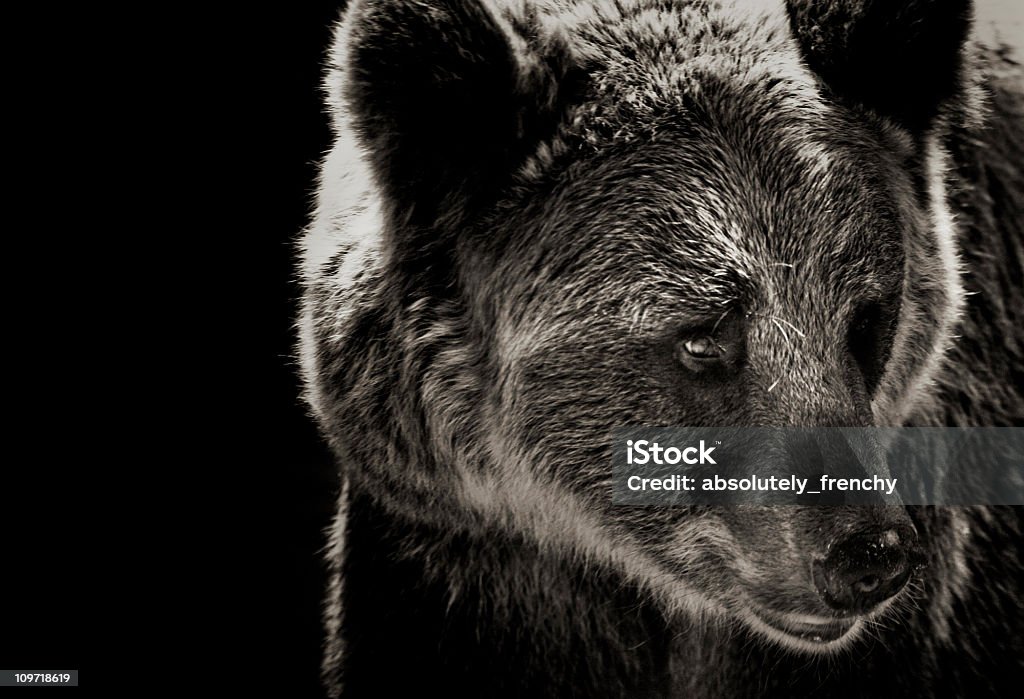 Bear - Foto de stock de Urso royalty-free