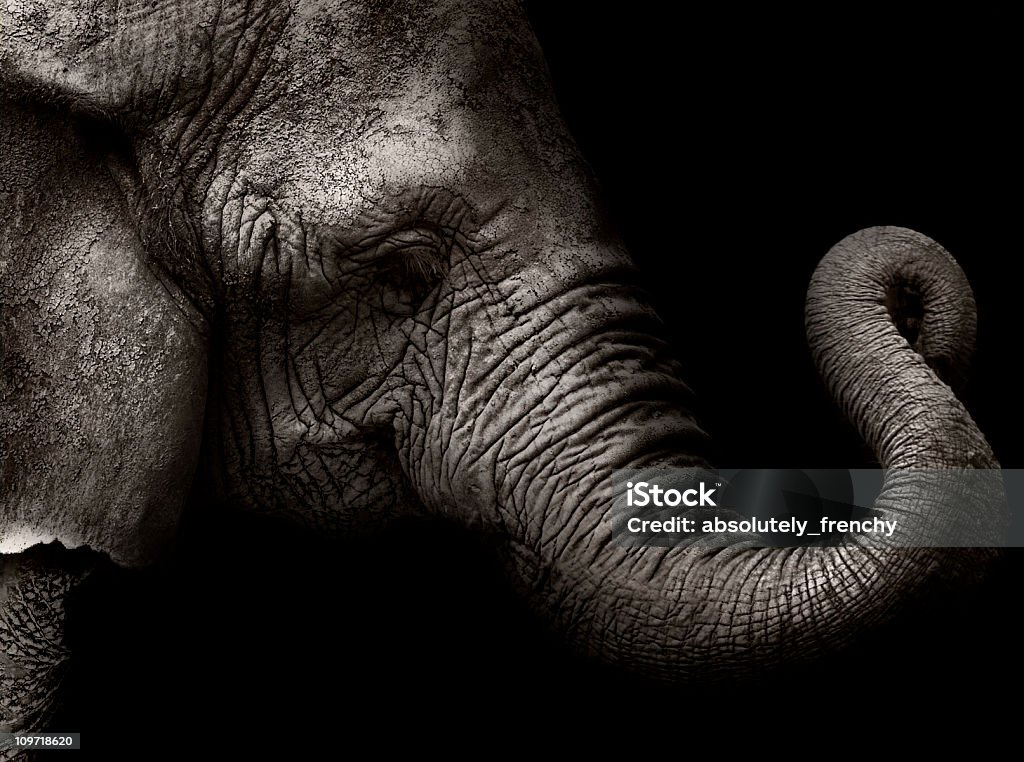 High contrast shot of elephant head with curled trunk elephant sepia portraiture. 
Original image was cropped this explains the actual res.

[url=http://www.istockphoto.com/file_search.php?action=file&lightboxID=8495620][img]http://img294.imageshack.us/img294/5598/animalsf.jpg[/img][/url]  Elephant Stock Photo