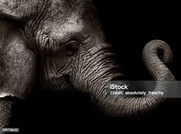 High Contrast Shot Of Elephant Head With Curled Trunk Stock Photo - Download Image Now