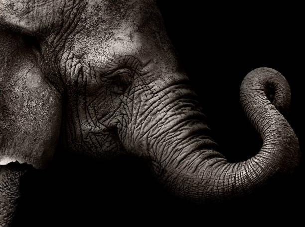 the elefante - high contrast - fotografias e filmes do acervo