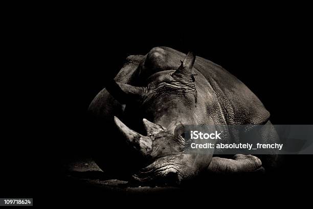 Sepia Bild Von Müde Rhino Liegen Stockfoto und mehr Bilder von Dunkel - Dunkel, Nashorn, Auf dem Bauch liegen