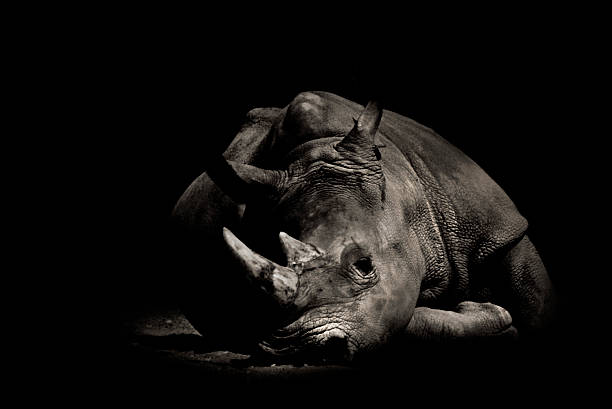 istock Sepia Toned Image of Tired Rhino Lying Down 109718624