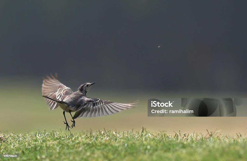 Attacking Fly Bird Attacks A Fly Stock Photo - Download Image Now - White wagtail ...