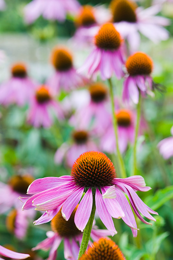 Close-up view at a pink coneflower (echinacea) in full bloom with yellow coneflowers in the blurry background