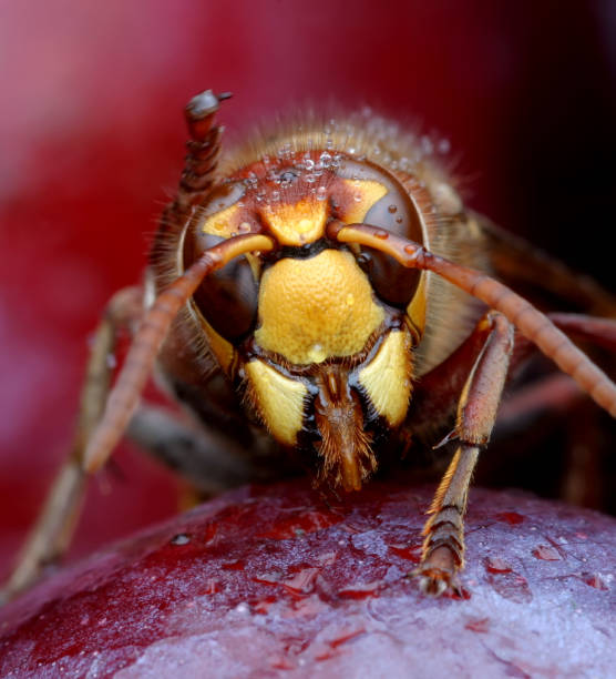 istock Extrerme Close-Up of Wasp 109718647
