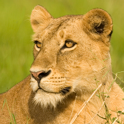 Lion family lying in the yellow grass - Etosha National Park, Namibia