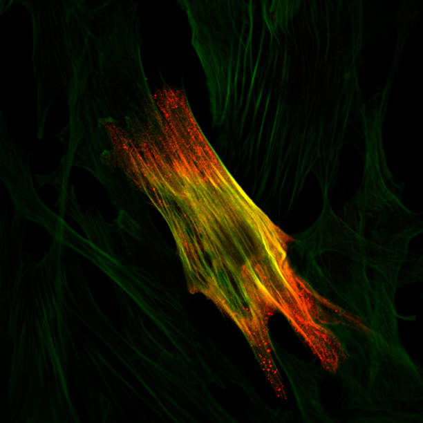 Immunoflourescence of a smooth muscle cell stock photo