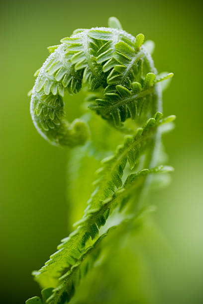 Two fiddlehead ferns, isolated on black
