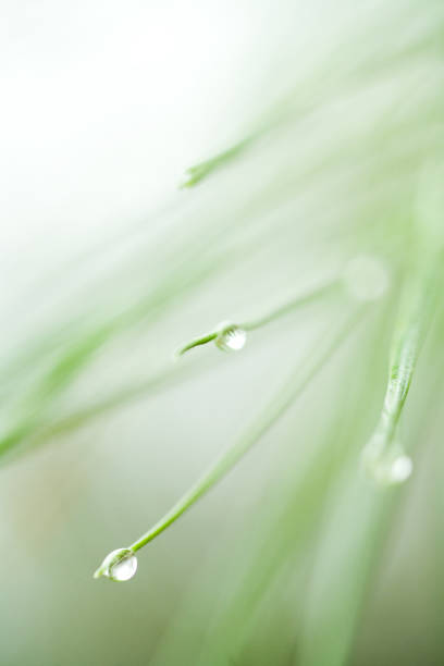 drops of dew on the morning green grass