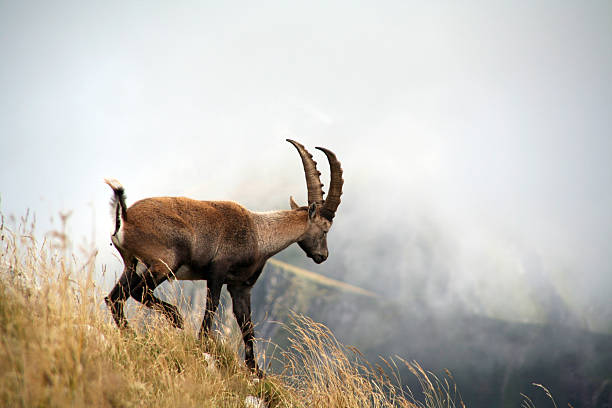 Male ibex in a meadow at the foot of the Maritime Alps (upper Gesso valley, Cuneo, Piedmont)