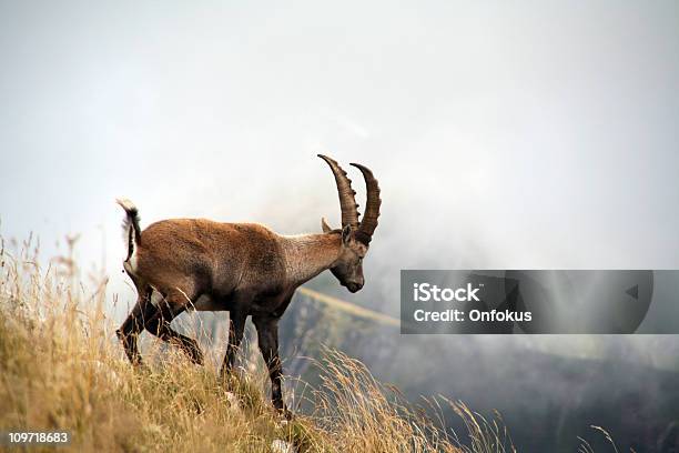 Alpine Ibex Climbing Mountain Evian France Stock Photo - Download Image Now - Chamonix, Mont Blanc, Ibex
