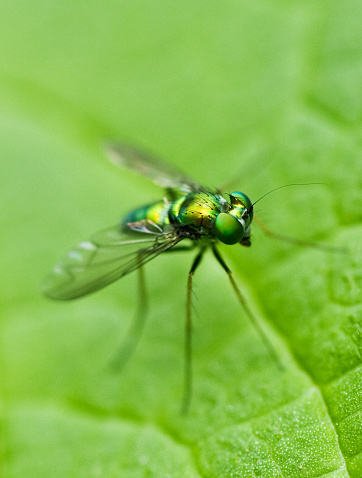 A top view of a Greenbottle resting on a leaf. A well focussed and detailed close-up.