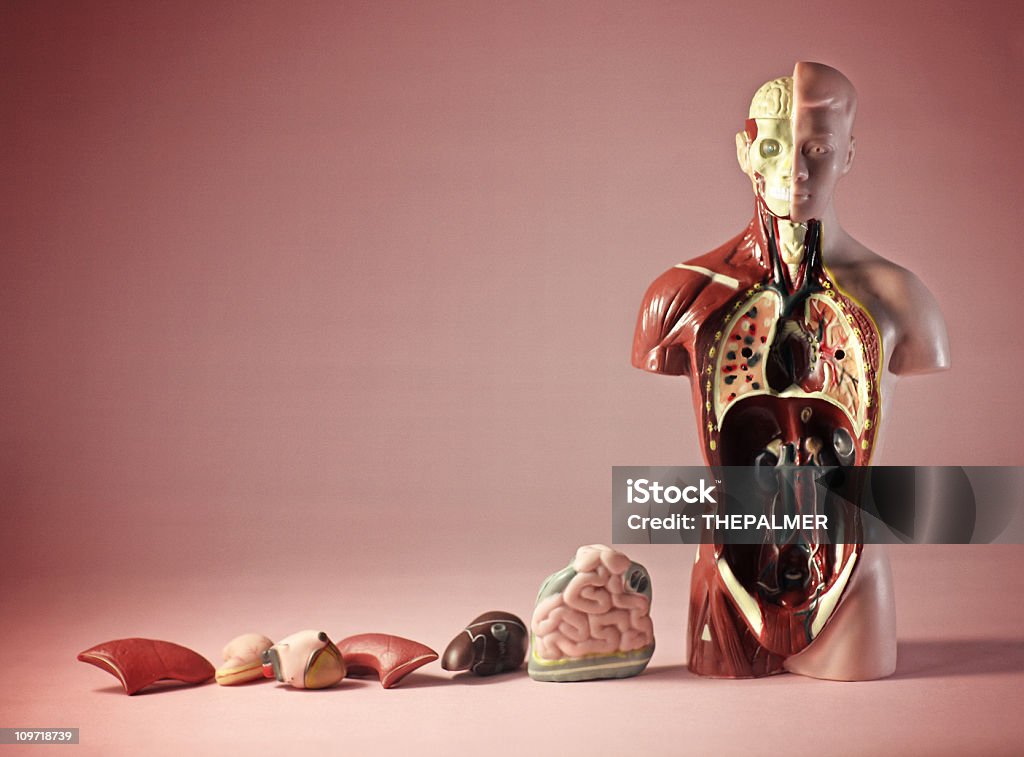 Rompecabezas humanos - Foto de stock de Anatomía libre de derechos