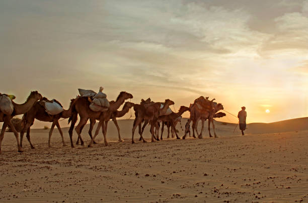 Camel Caravan Travelling Through Desert  mali stock pictures, royalty-free photos & images