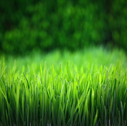 Green grass in sunlight leaks with bokeh, natural background with selective focus, copy space