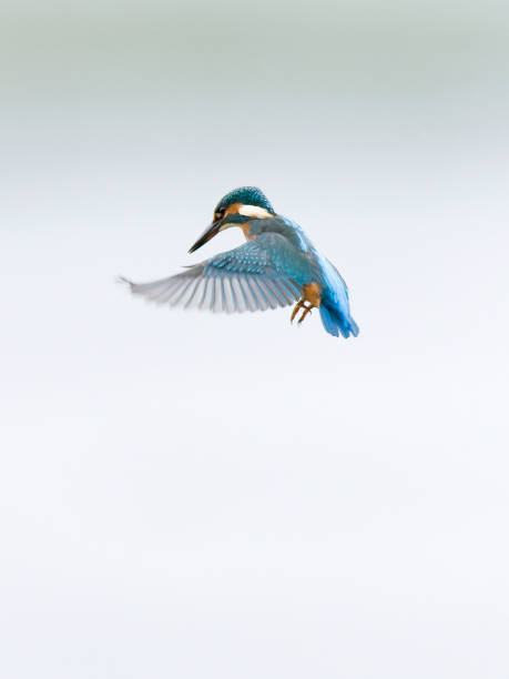 kingfisher com asas s'em voo - guarda rios - fotografias e filmes do acervo