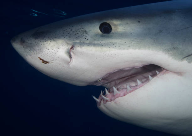 istock Portrait of Great White Shark 109718852