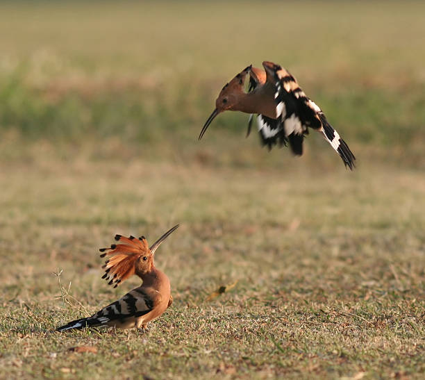 hoopoe attack stock photo