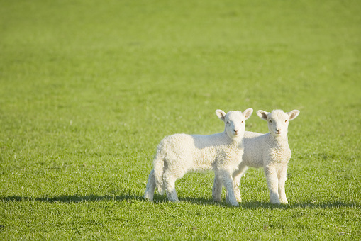 Close up of two cute twin lambs in Springtime, facing each other and laying in lush green field with one lamb nuzzling the sleeping lamb. Copy space.  Horizontal.