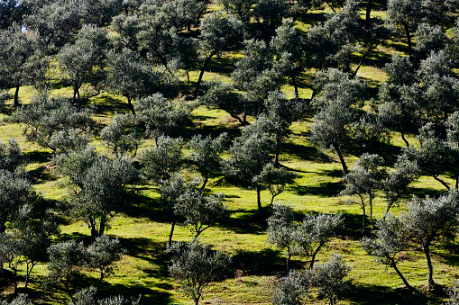 Sunny spring scene in olive garden on the Zakinthos island. Colorful morning scene in Greece, Europe. Beauty of countryside concept background. Orton Effect.