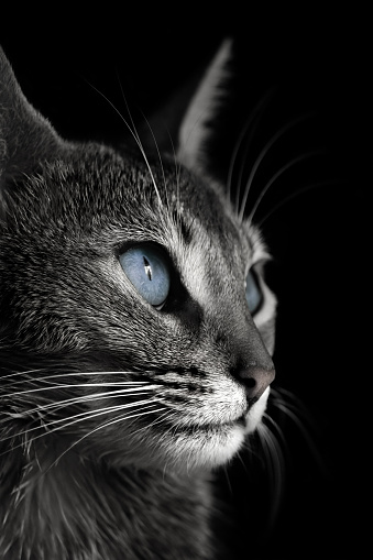 A gray cat sits on an isolated white background and stares into an empty space for text.