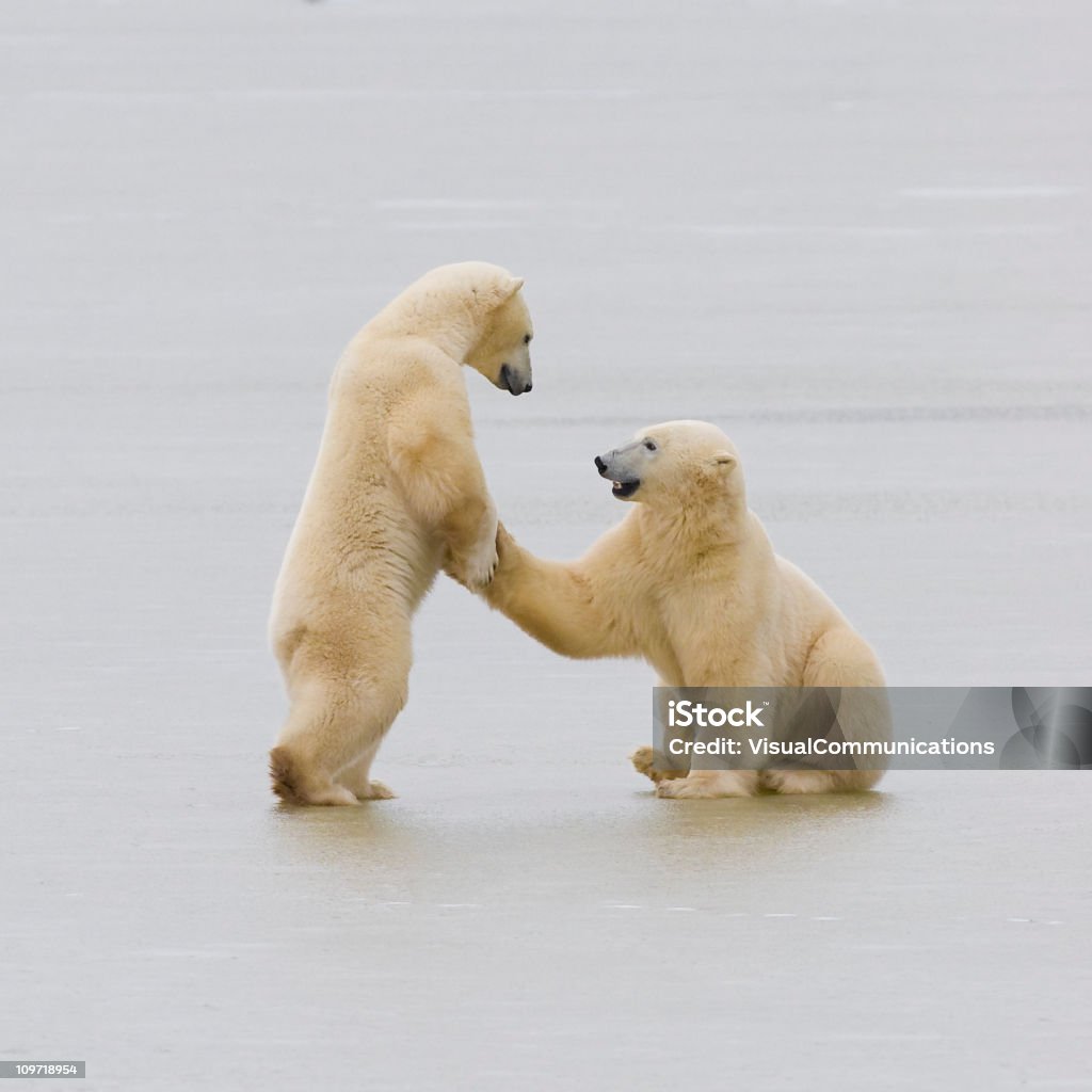 Dois ursos polares. - Foto de stock de Animal royalty-free