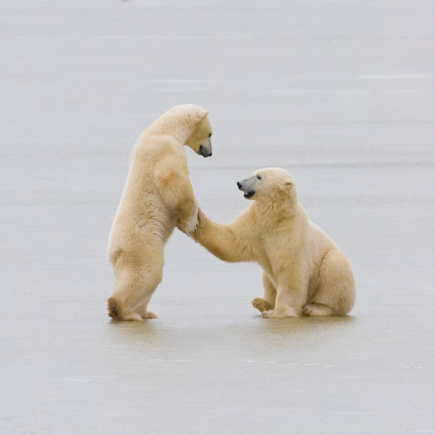 dois ursos polares. - arctic manitoba churchill manitoba canada - fotografias e filmes do acervo