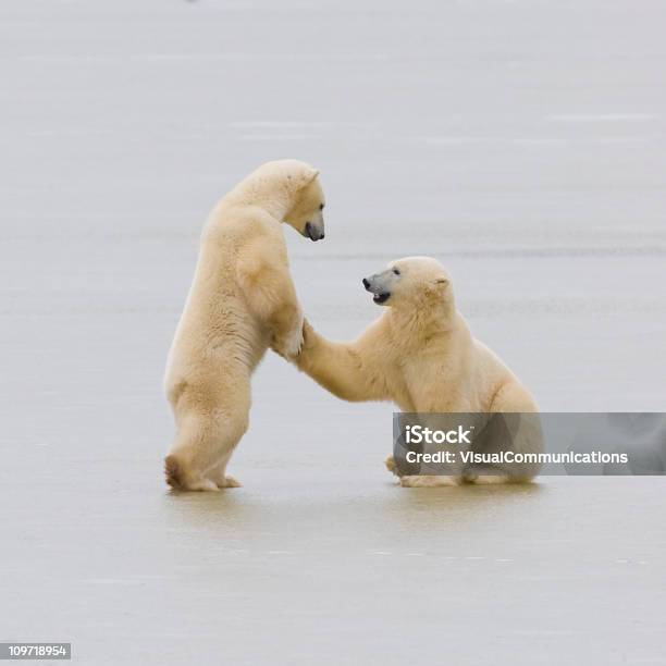 Foto de Dois Ursos Polares e mais fotos de stock de Animal - Animal, Trabalho de Equipe, Urso polar