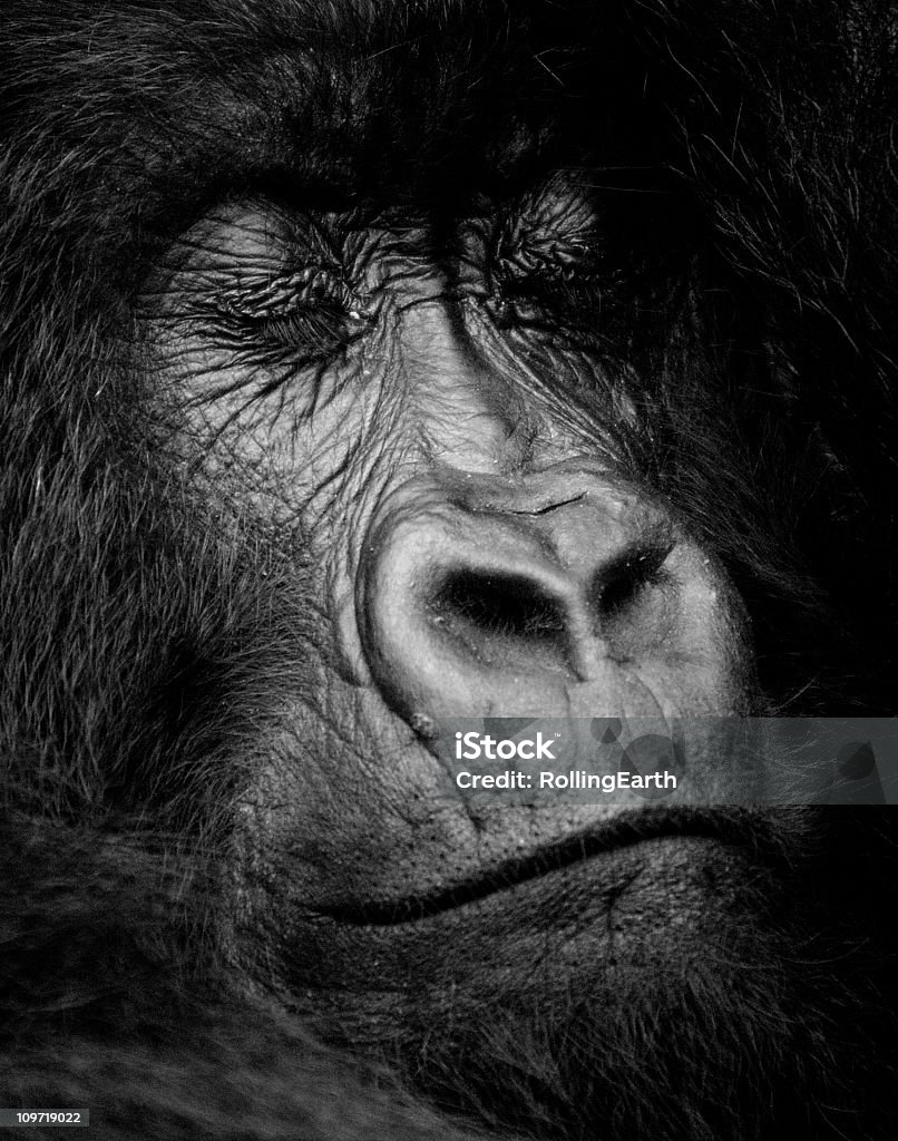 Gorille des montagnes au Rwanda - Photo de Afrique libre de droits