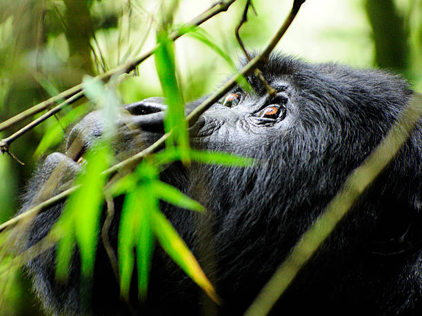 gorila de monta�ña habitat preocupación - beauty in nature day animal monkey fotografías e imágenes de stock