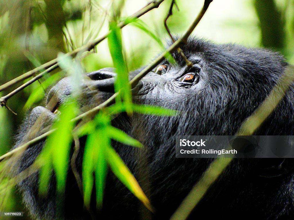 Gorille des montagnes Habitat préoccupation - Photo de Rwanda libre de droits