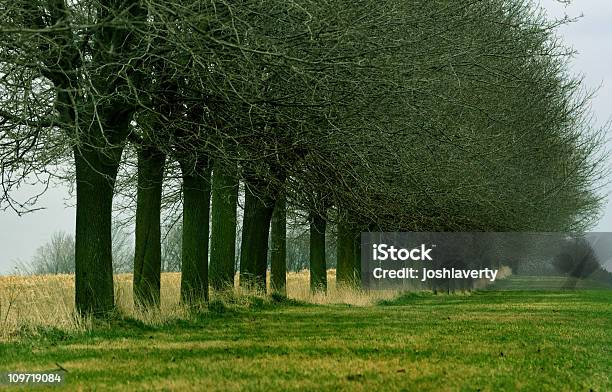 Árvores De Brotamento - Fotografias de stock e mais imagens de Ao Ar Livre - Ao Ar Livre, Botão - Estágio de flora, Campo agrícola