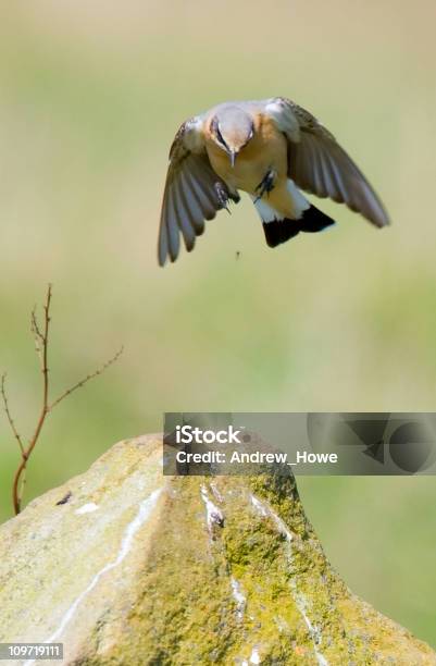 Северная Wheatear Птица Приземлился На Скалах Около — стоковые фотографии и другие картинки Без людей