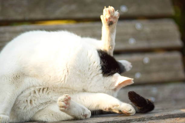 Contorted Cat 40+ Contortionist Cat Stock Photos, Pictures & Royalty-Free Images - iStock