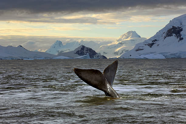 Antarctic dusk  paradise bay antarctica stock pictures, royalty-free photos & images