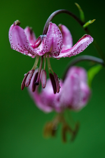 Photograph of Showy Lady Slippers in early morning after a rain.  The lighting made the flowers look like they are in high definition.