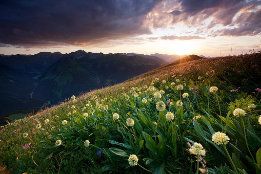 Blooming wildflowers on the Chabre mountain in Provence, France. Selective focus on flowers