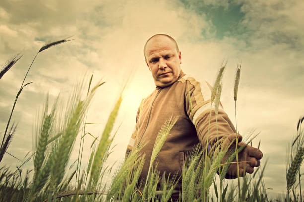Farmer in a field of ripening grain. The farmer tending his crops.